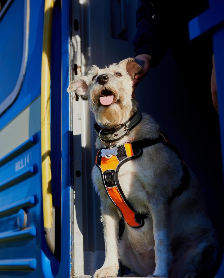 Тварини, які стали під час війни талісманами: хто залишиться у нашій пам'яті назавжди